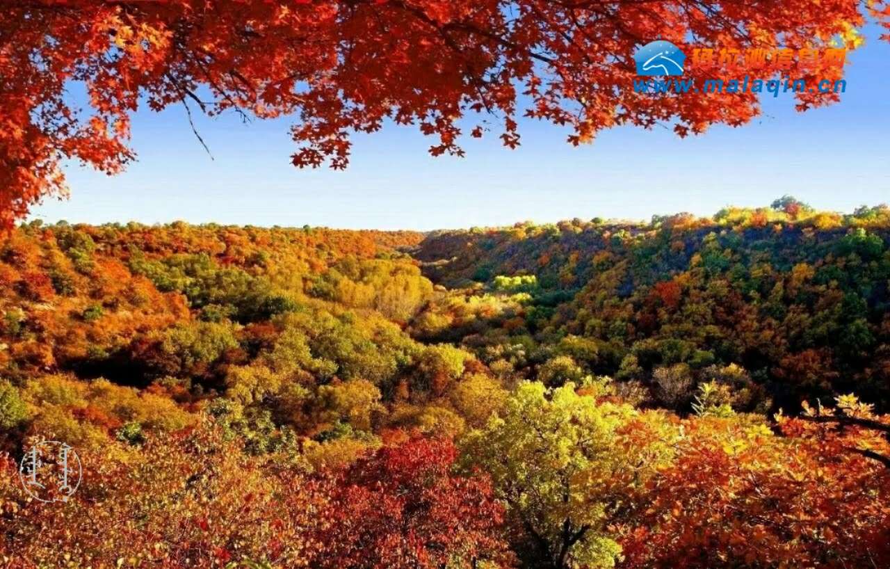 第二届通辽·乌旦塔拉国际枫叶节10月15日开幕-后旗新闻-科左后旗新闻-科左后旗新闻网-玛拉沁信息网